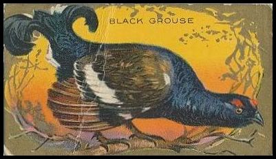 01 Black Grouse